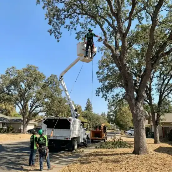 Bucket truck trimming a large oak tree in Houston