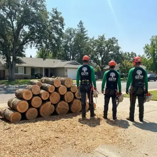 Freshly cut oak logs from a Houston tree removal